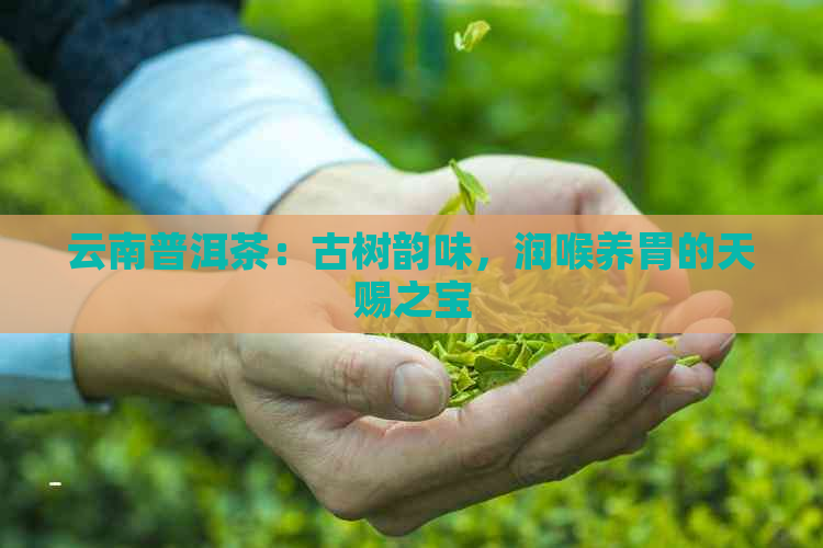 云南普洱茶：古树韵味，润喉养胃的天赐之宝