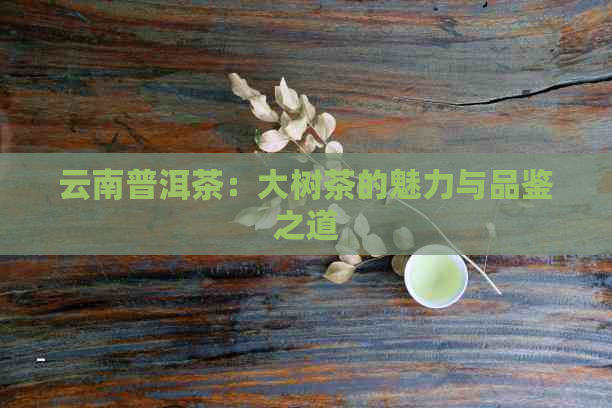 云南普洱茶：大树茶的魅力与品鉴之道