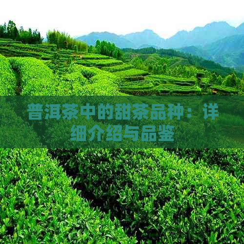 普洱茶中的甜茶品种：详细介绍与品鉴