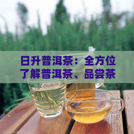 日升普洱茶：全方位了解普洱茶、品尝茶叶、购买茶叶的一站式茶