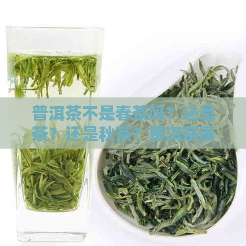 普洱茶不是春茶吗？还是茶？还是秋茶？普洱茶属于春茶吗？不是绿茶吗？