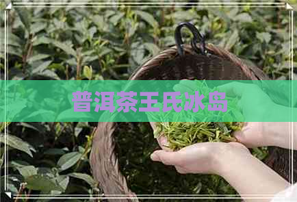 普洱茶王氏冰岛