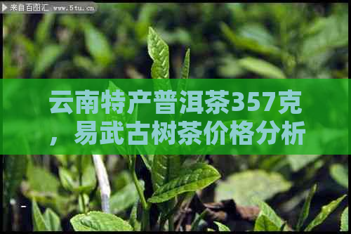 云南特产普洱茶357克，易武古树茶价格分析与品鉴