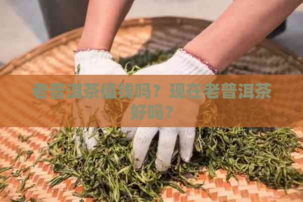 老普洱茶值钱吗？现在老普洱茶好吗？