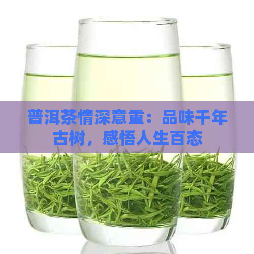 普洱茶情深意重：品味千年古树，感悟人生百态