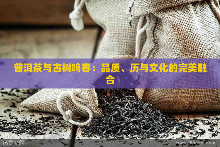 普洱茶与古树鸣春：品质、历与文化的完美融合