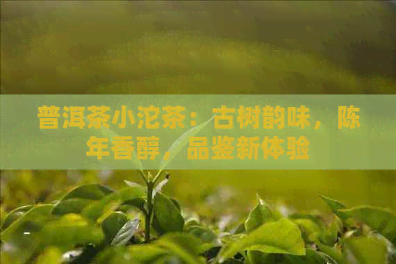 普洱茶小沱茶：古树韵味，陈年香醇，品鉴新体验