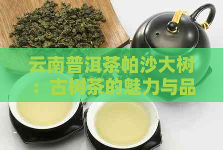 云南普洱茶帕沙大树：古树茶的魅力与品质