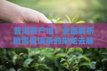 普洱茶产地：全面解析踏雪普洱茶的来龙去脉与品质特点