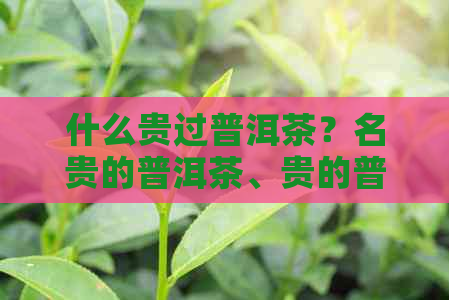 什么贵过普洱茶？名贵的普洱茶、贵的普洱与便宜的普洱的区别及价格是多少？