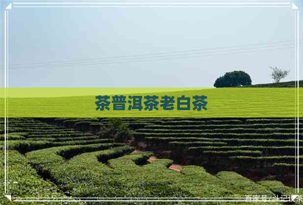 茶普洱茶老白茶