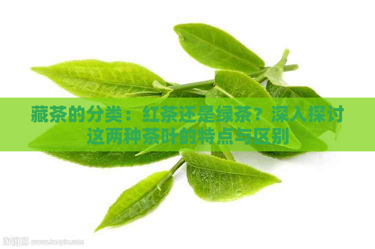 藏茶的分类：红茶还是绿茶？深入探讨这两种茶叶的特点与区别