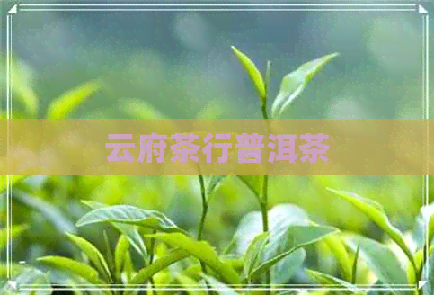 云府茶行普洱茶