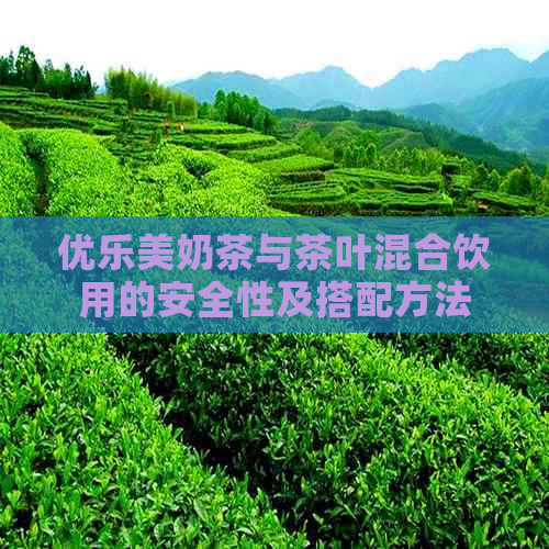 优乐美奶茶与茶叶混合饮用的安全性及搭配方法