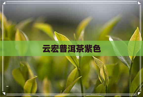 云宏普洱茶紫色