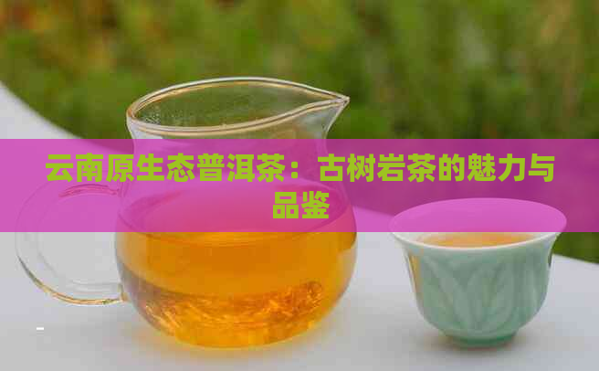 云南原生态普洱茶：古树岩茶的魅力与品鉴