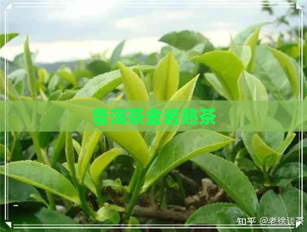 普洱茶金岩熟茶