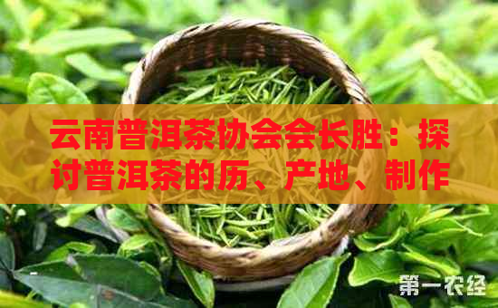 云南普洱茶协会会长胜：探讨普洱茶的历、产地、制作工艺及其健益处