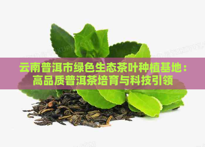 云南普洱市绿色生态茶叶种植基地：高品质普洱茶培育与科技引领