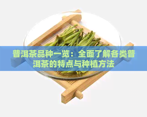 普洱茶品种一览：全面了解各类普洱茶的特点与种植方法