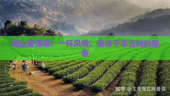 高山普洱茶：一杯风情，品味千年古树的醇香