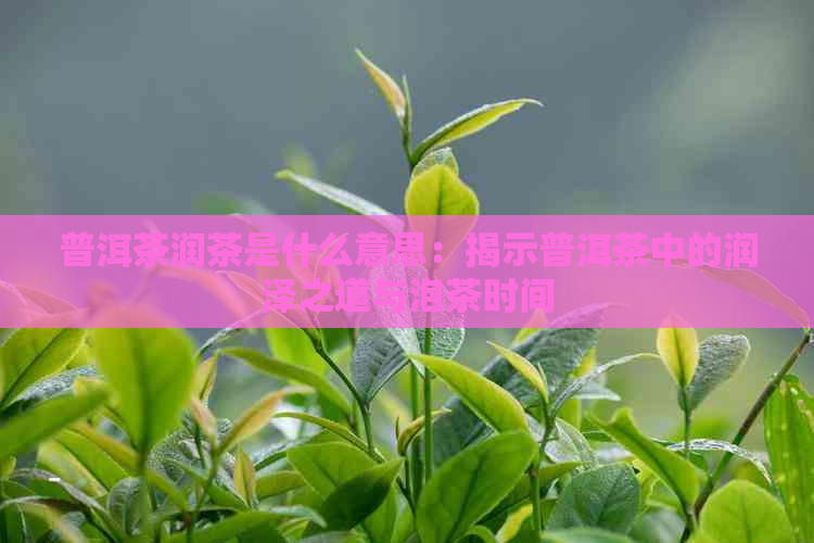 普洱茶润茶是什么意思：揭示普洱茶中的润泽之道与泡茶时间