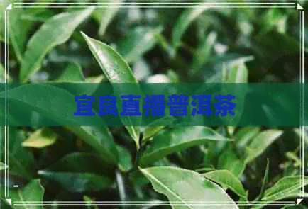 宜良直播普洱茶