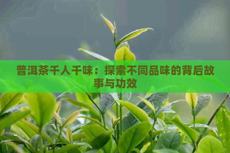 普洱茶千人千味：探索不同品味的背后故事与功效