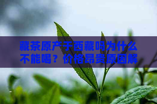 藏茶原产于     吗为什么不能喝？价格昂贵原因解析