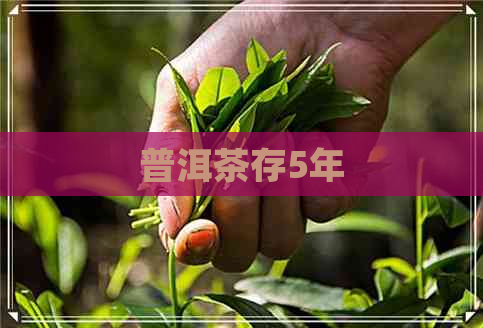 普洱茶存5年