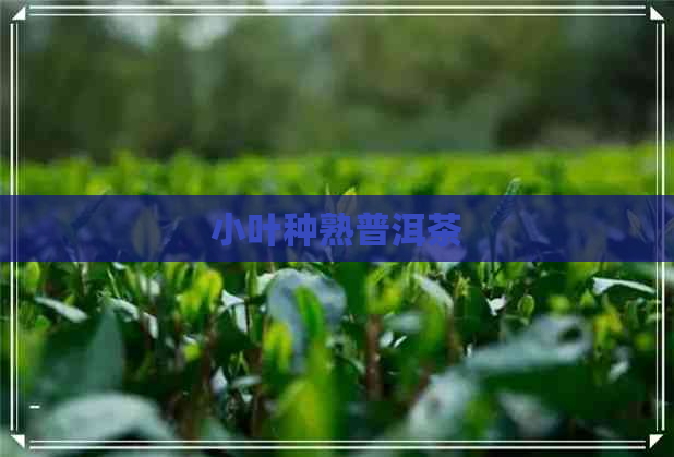 小叶种熟普洱茶