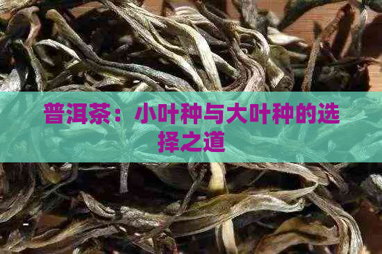 普洱茶：小叶种与大叶种的选择之道