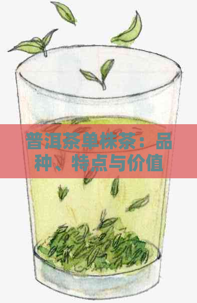 普洱茶单株茶：品种、特点与价值详解