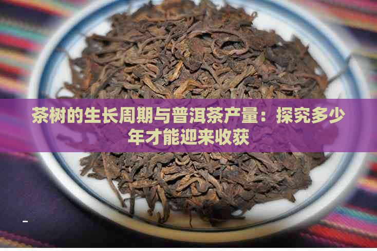 茶树的生长周期与普洱茶产量：探究多少年才能迎来收获