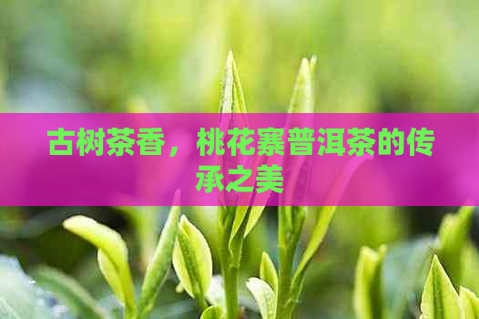 古树茶香，桃花寨普洱茶的传承之美