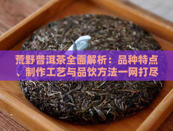 荒野普洱茶全面解析：品种特点、制作工艺与品饮方法一网打尽