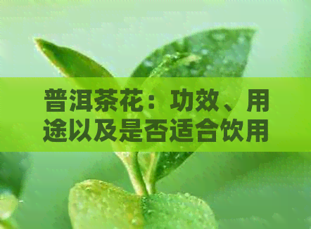 普洱茶花：功效、用途以及是否适合饮用的全面解析