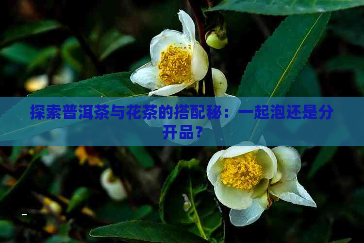 探索普洱茶与花茶的搭配秘：一起泡还是分开品？