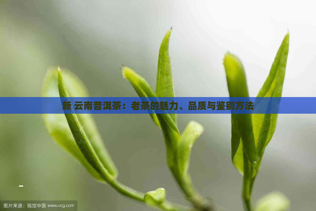 新 云南普洱茶：老茶的魅力、品质与鉴别方法