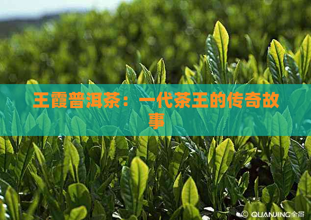 王霞普洱茶：一代茶王的传奇故事