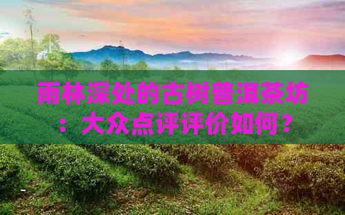 雨林深处的古树普洱茶坊：大众点评评价如何？