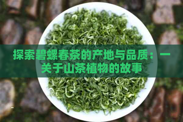 探索碧螺春茶的产地与品质：一关于山茶植物的故事