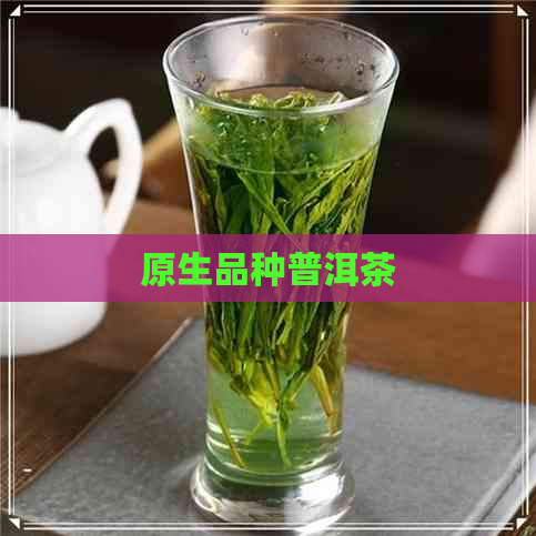 原生品种普洱茶