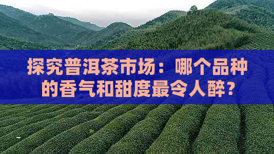 探究普洱茶市场：哪个品种的香气和甜度最令人醉？