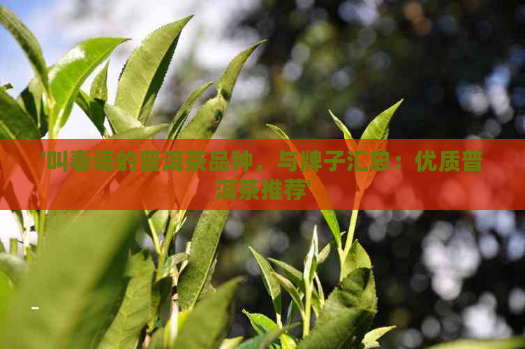 '叫春语的普洱茶品种，与牌子汇总：优质普洱茶推荐'