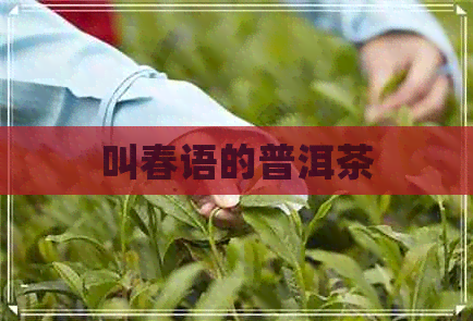 叫春语的普洱茶