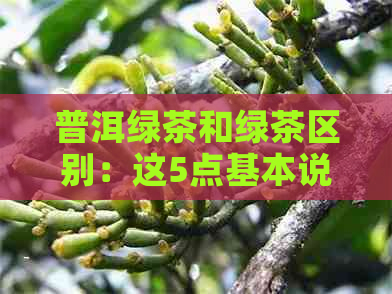 普洱绿茶和绿茶区别：这5点基本说透了！