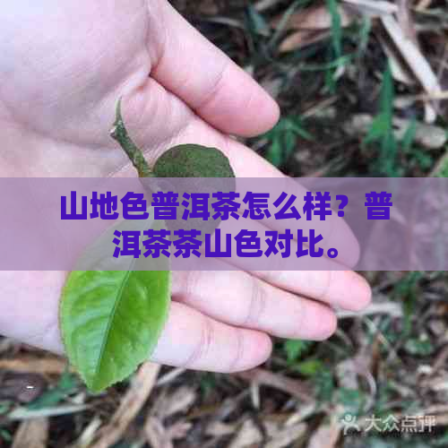 山地色普洱茶怎么样？普洱茶茶山色对比。