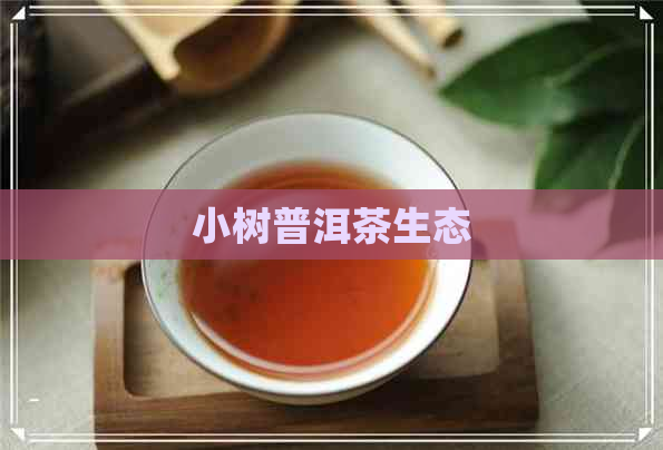 小树普洱茶生态