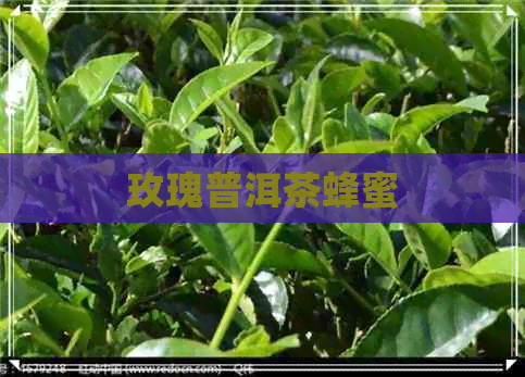 玫瑰普洱茶蜂蜜